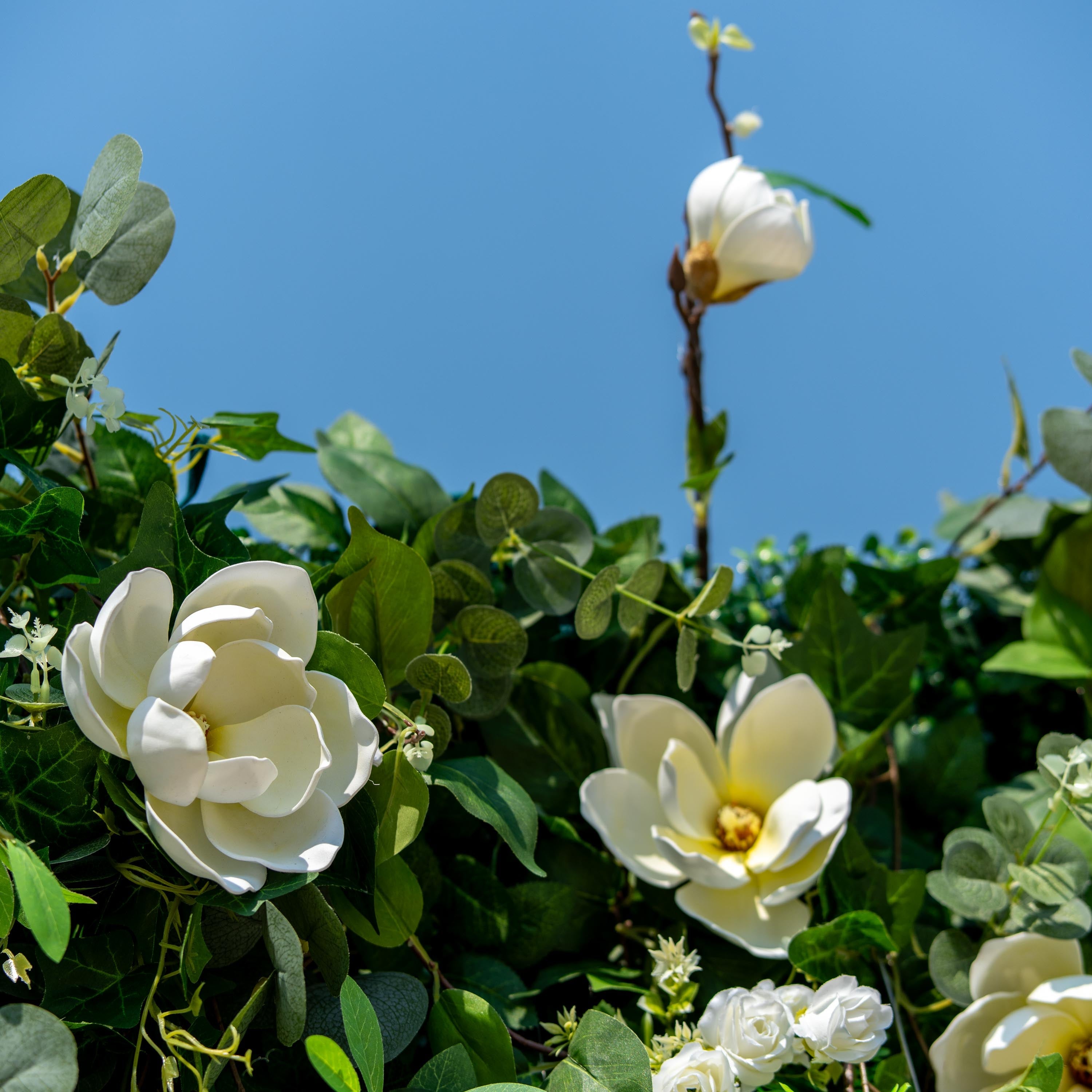 This backdrop features a mix of artificial flowers and greenery. The flowers include large, white magnolia - like blooms and smaller white roses. The greenery consists of various leaves, such as round eucalyptus - like and pointed ivy - like ones.
The color palette is dominated by white flowers and lush green foliage. The style is natural and elegant, creating a fresh and serene atmosphere, ideal for events seeking a touch of nature.