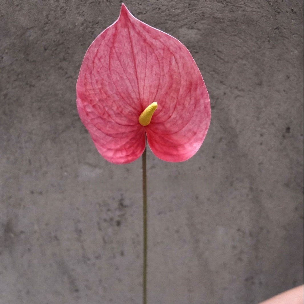 Artificial Anthurium Flower – Realistic Red Heart-Shaped Bloom for Home & Event Styling FS-1047
