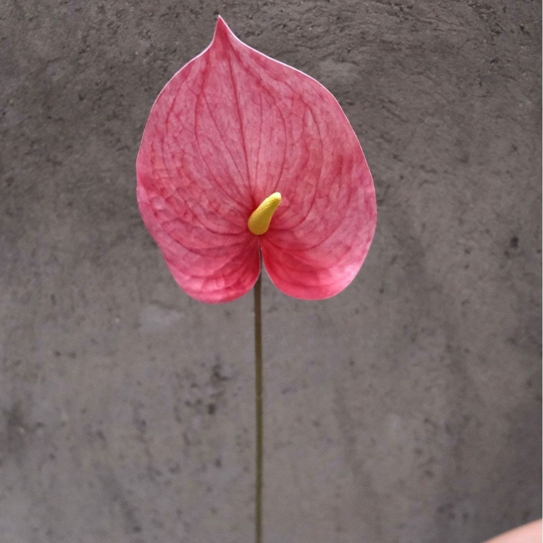Single Stem Magenta Pink Silk Flower | Faux Floral for Modern Home Decor FS-1010C