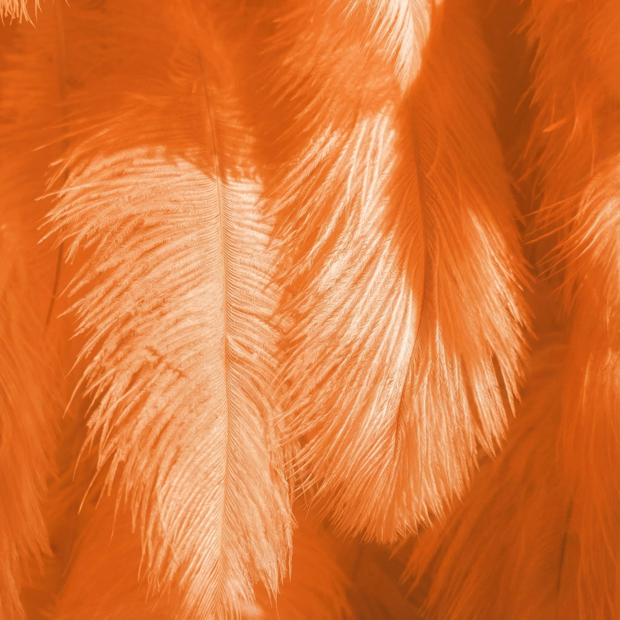 خلفية حائط أنيقة من ريش النعام الأبيض - جدار قماشي قابل للفرد - ديكور حفلات الزفاف - احتفالات أماكن الزفاف جدار زهور-VF-164