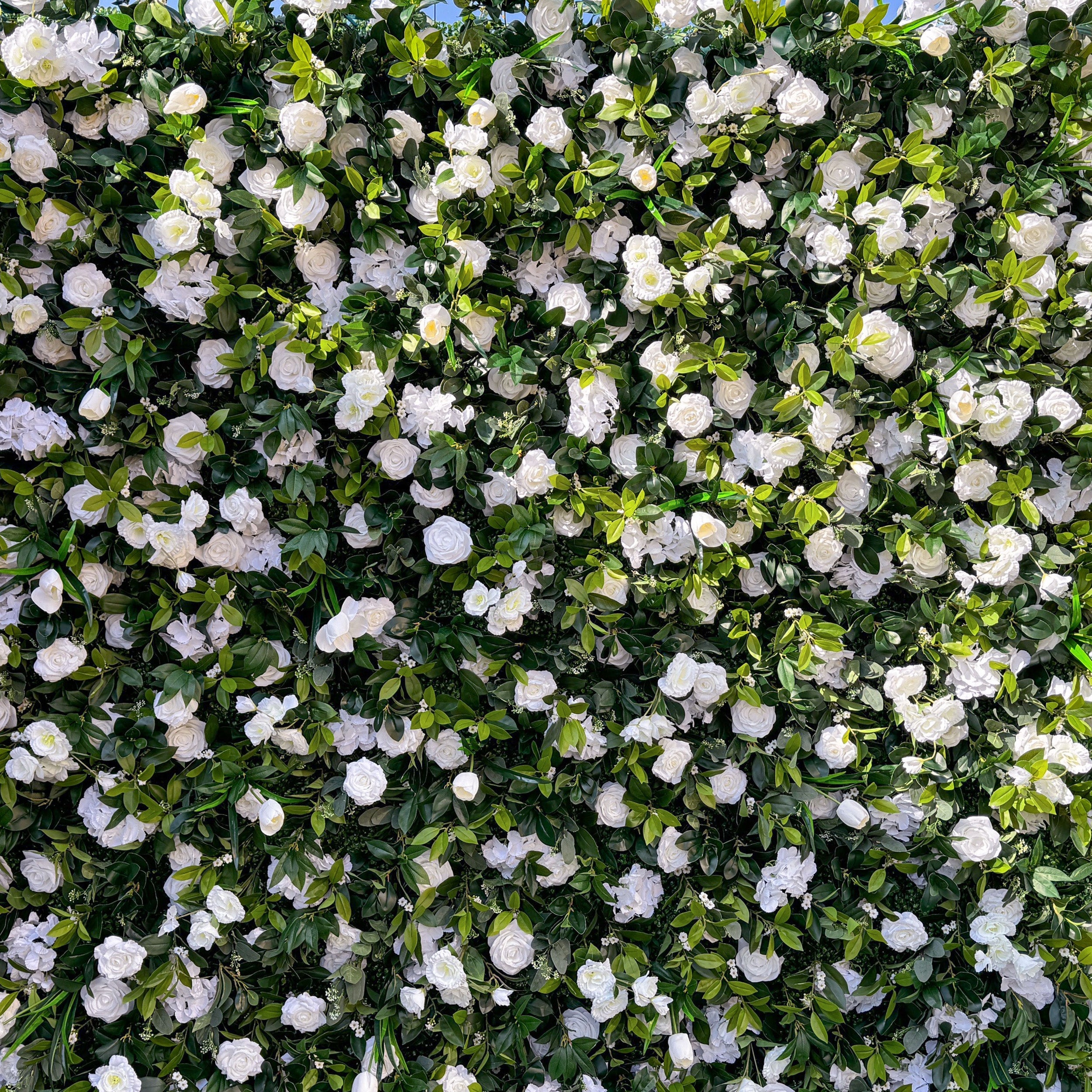 This image showcases a close - up view of a flower wall. The wall is densely packed with white roses and green leaves. The roses are in full bloom, creating a lush and elegant appearance. The green leaves add a fresh and natural contrast to the white flowers, enhancing the overall aesthetic of the wall.