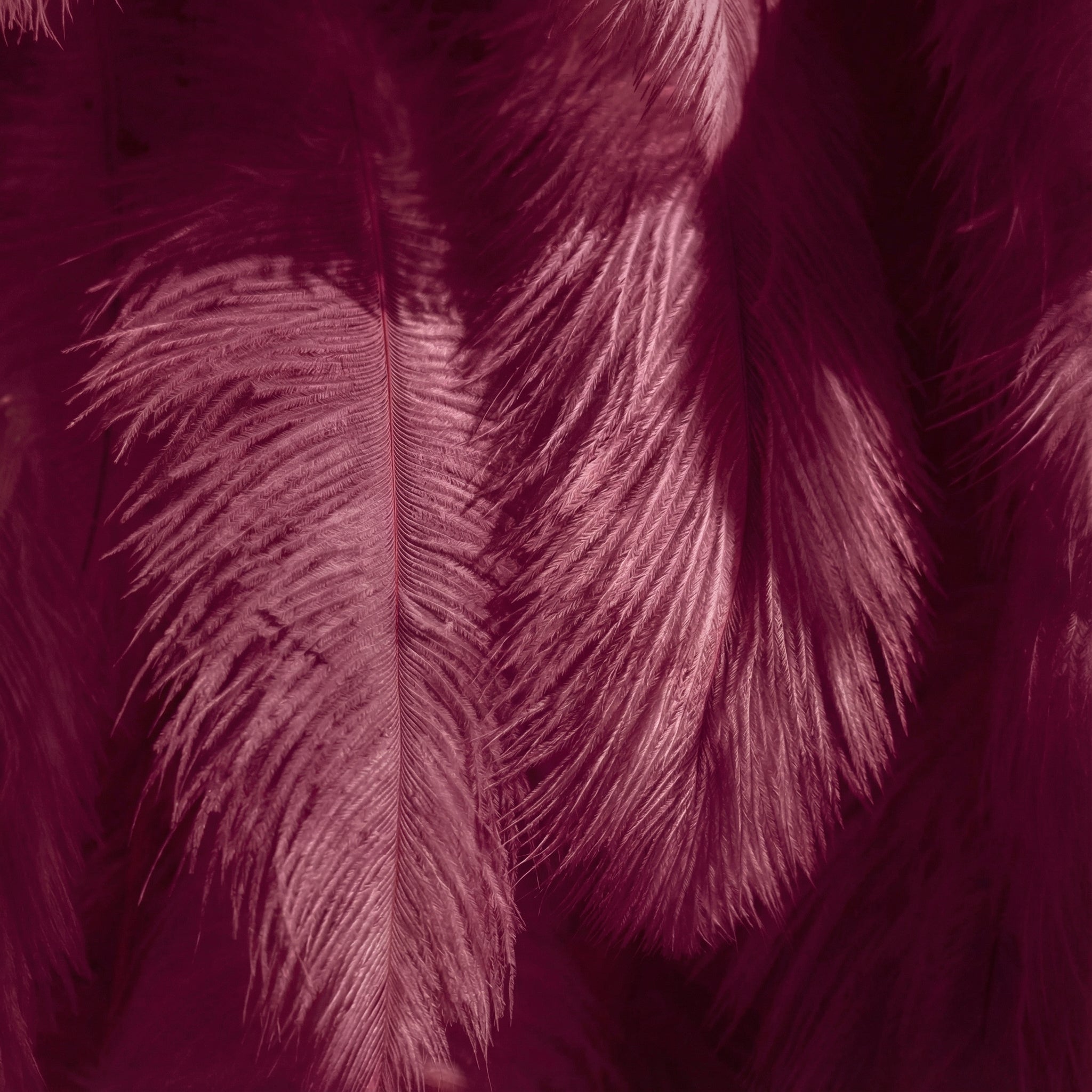 Élégant fond de mur de plumes d’autruche blanche - Mur de tissu enroulable - Décor de fête nuptiale - Célébration des lieux de mariage Mur floral-VF-164 